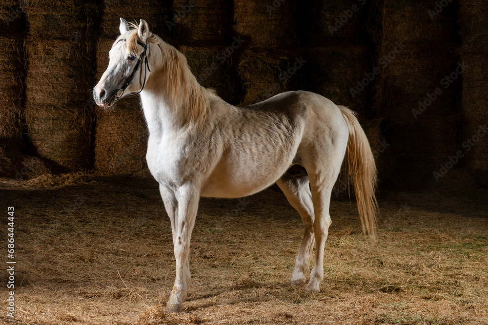 Arabian horses, running horses, magnificent horses in different landscapes.