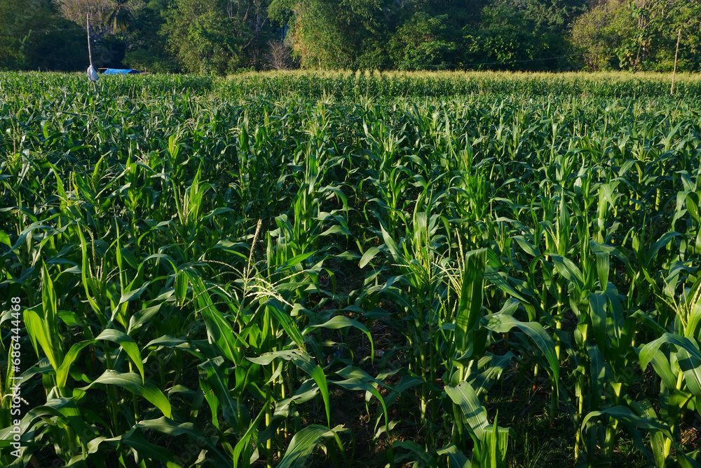 the corn fields are still green the corn fields are still green