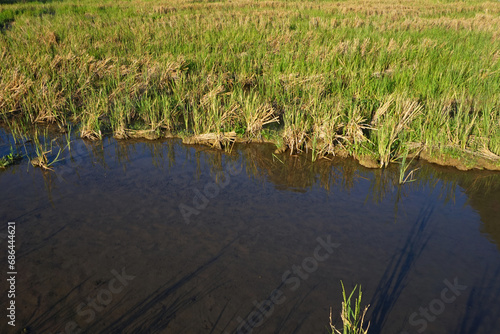 Wild rice seeds and wetland water create a beautiful texture