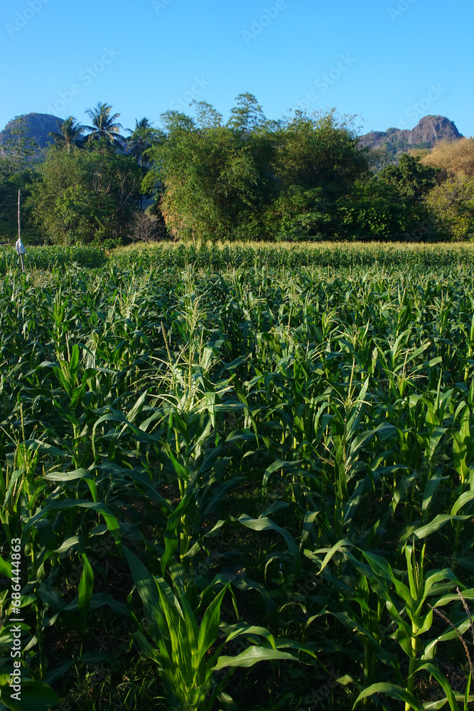 the corn fields are still green the corn fields are still green