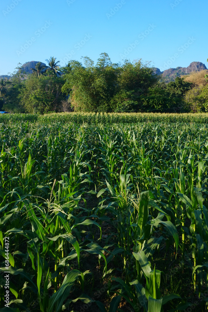 the corn fields are still green the corn fields are still green
