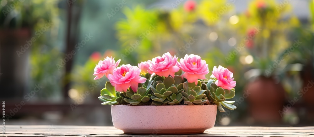 Close up photo of a pink cactu