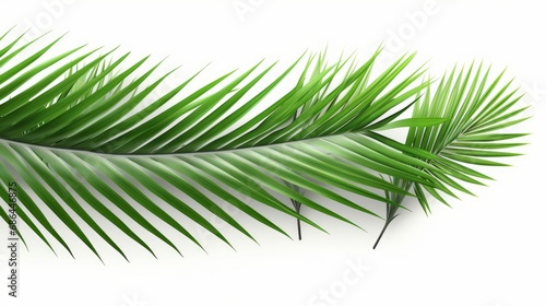 Clear tropics green palm foliage cut out white background 3d rendering, Generative AI  © Ambika