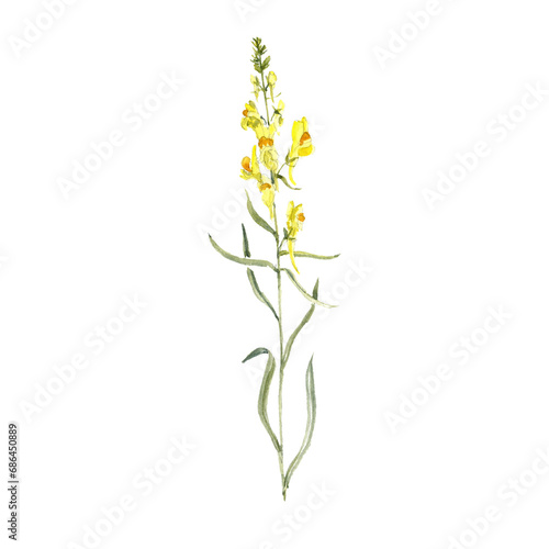 watercolor drawing plant of toadflax  linaria with green leaves and flowers    isolated at white background  natural element  hand drawn botanical illustration