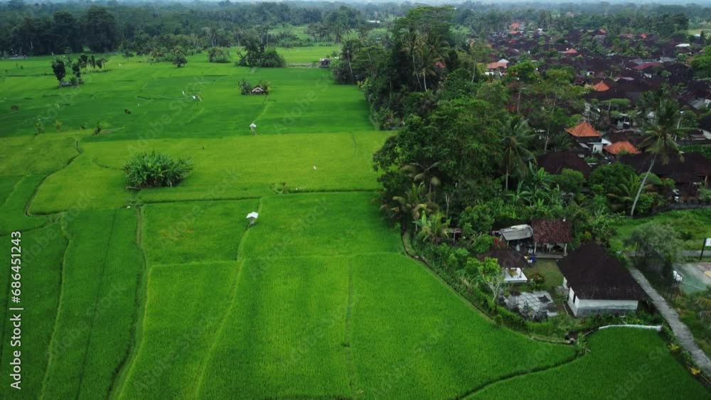 Aerial ascending shot over the wonderful historic Ricefields at Benawah Kangin area Bali Indonesia with views of buildings, agricultural fields and vegetation Aerial ascending shot over the wonderful historic Ricefields at Benawah Kangin area Bali Indonesia with views of buildings, agricultural fields and vegetation
