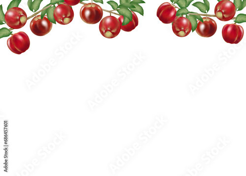 Frame of red apple tree with fruits and leaves on white background