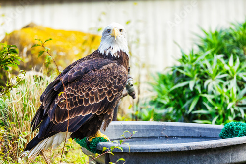 Beautiful golden eagle, Aquila chrysaetos, close-up. Animal protection concept photo