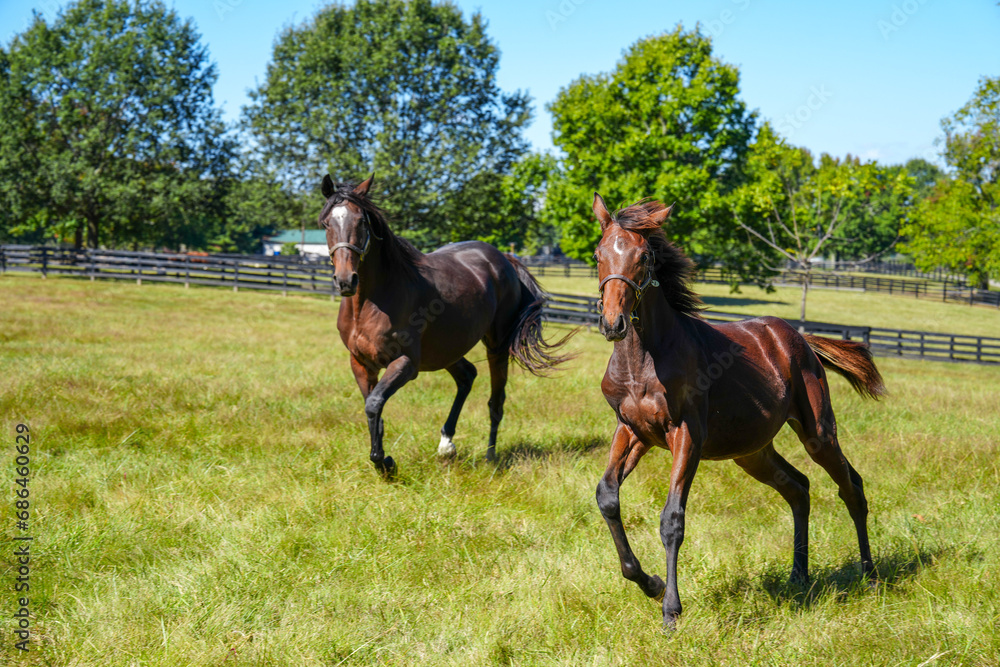 Thoroughbred mare and pony running in lush green pasture Thoroughbred mare and pony running in lush green pasture