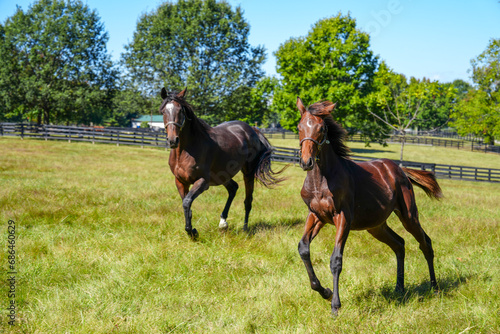 Thoroughbred mare and pony running in lush green pasture