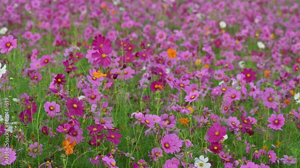ฺBeautiful Cosmos flowers blooming in the nature and moving by the wind. Cosmos are annual flowers with colorful, daisy-like flowers. ฺBeautiful Cosmos flowers blooming in the nature and moving by the wind. Cosmos are annual flowers with colorful, daisy-like flowers.