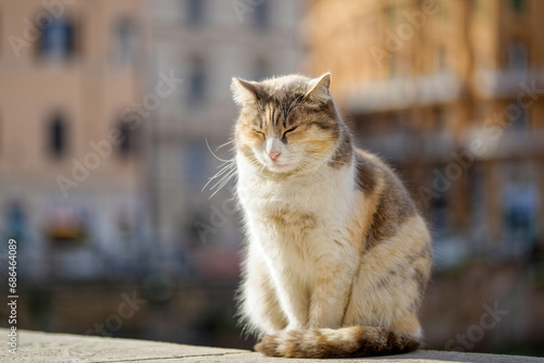 Chat de gouttière en ville © PPJ
