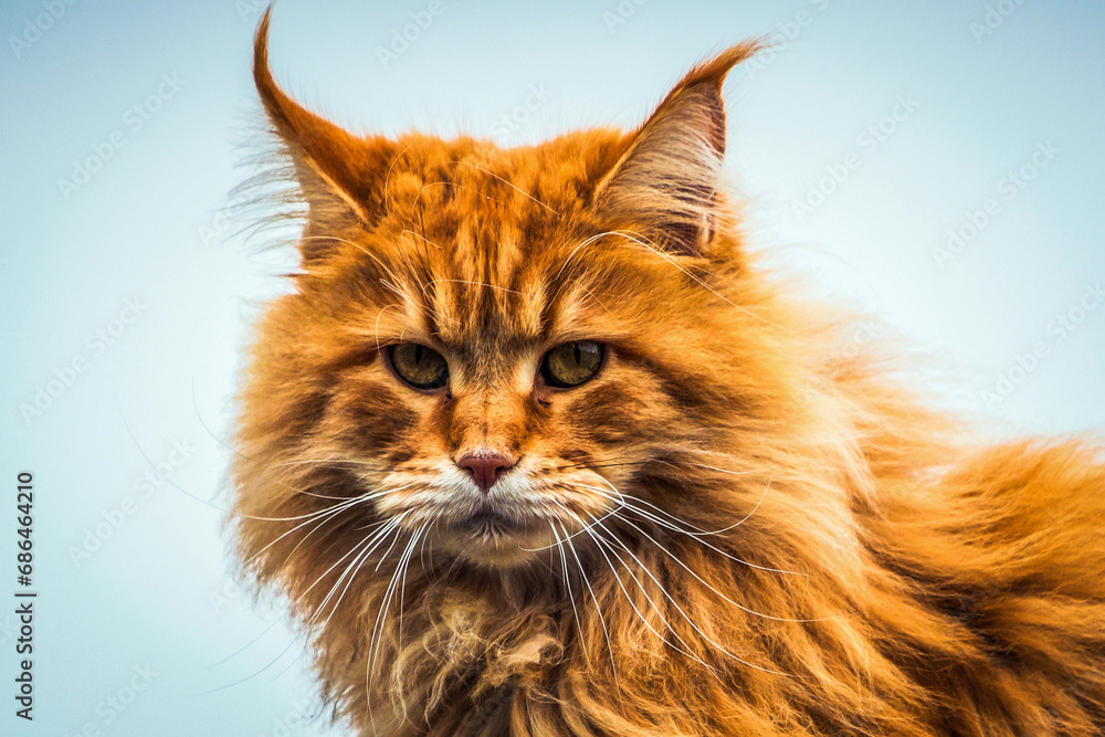 Portrait d'un chat roux