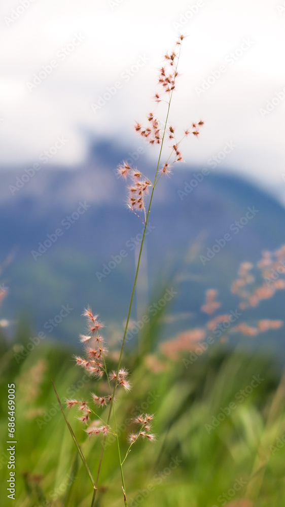 Obraz premium wild grass flower in the meadow, selected focus blurred background