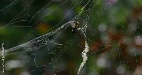 A fly entangled in a web among the trees in the forest.