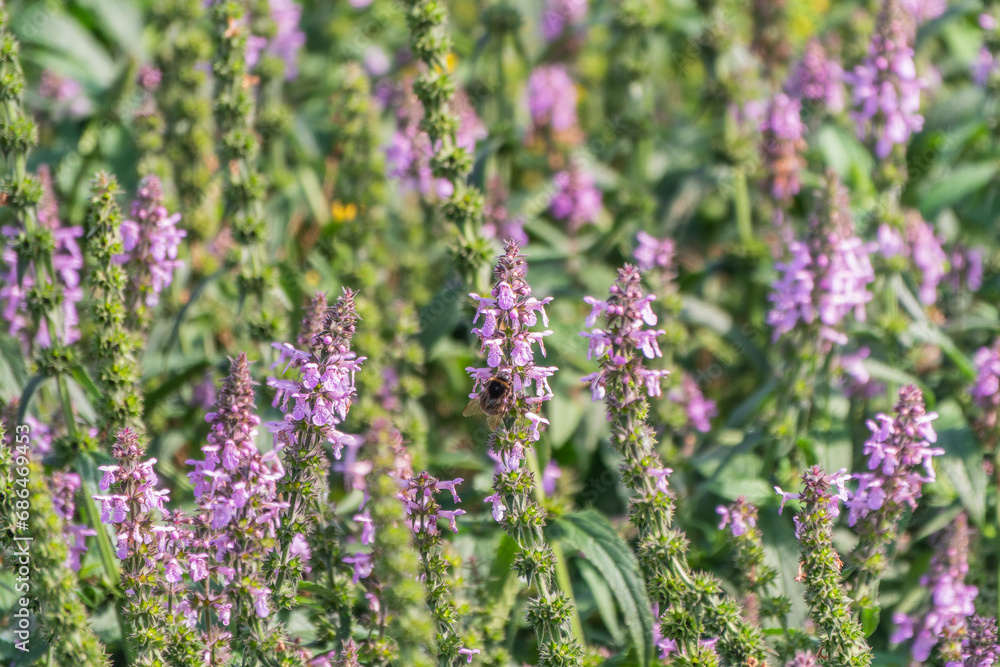 Fototapeta premium Close up of stachys officinalis, Betonica officinalis foliage.
