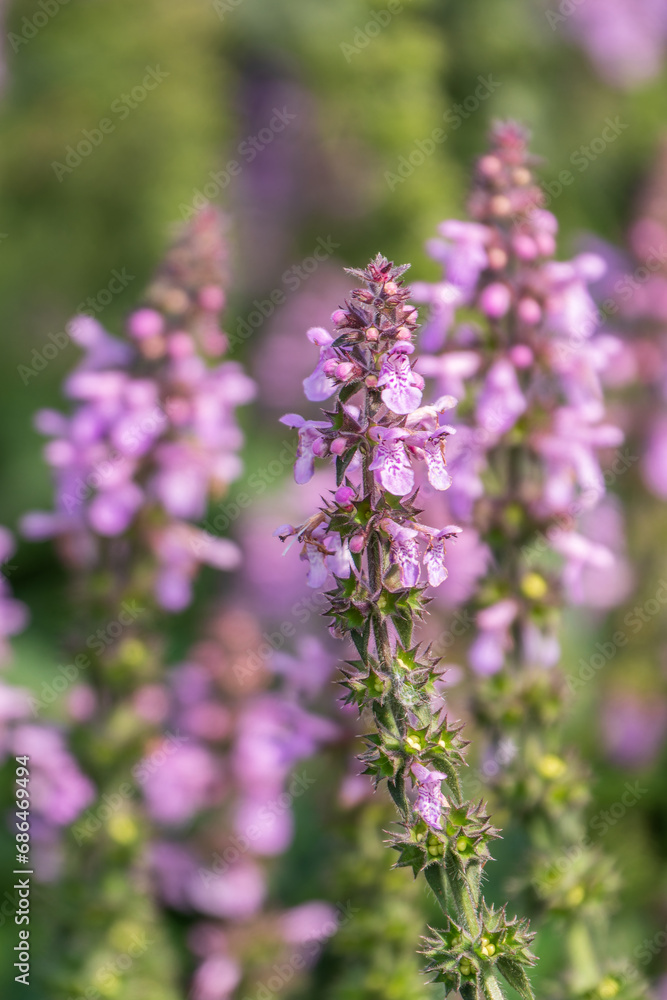 Close up of stachys officinalis, Betonica officinalis foliage. Close up of stachys officinalis, Betonica officinalis foliage.