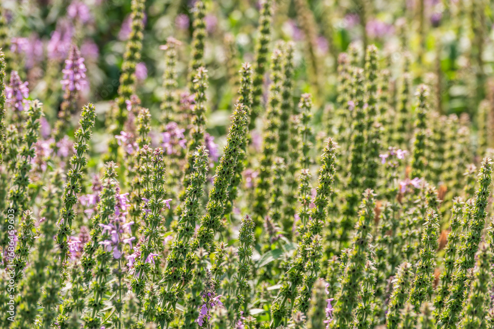 Naklejka premium Close up of stachys officinalis, Betonica officinalis foliage.