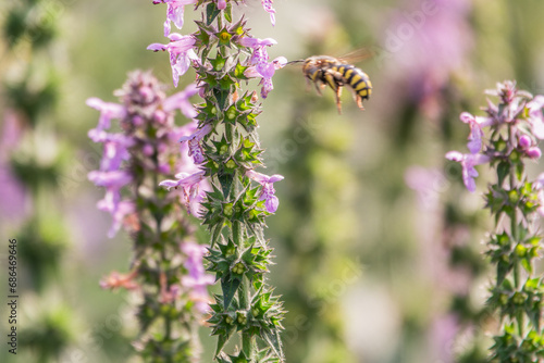 A bee collects pollen on Purple Betony flowers or Betony, Wood Betony, Bishopwort, Bishop's Wort.