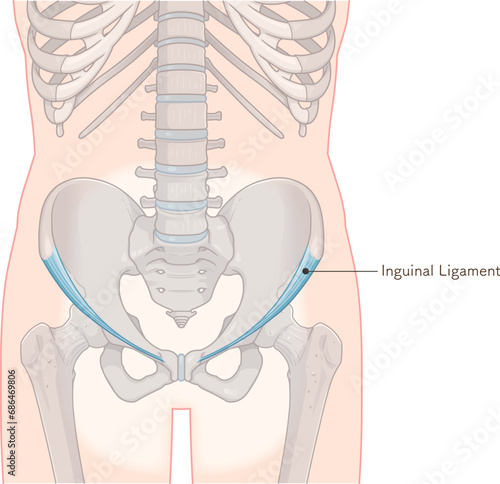 鼠径靭帯、inguinal ligament、股関節、骨盤、筋肉、イラスト、illustration