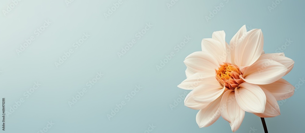 A gentle, pale-colored flower.