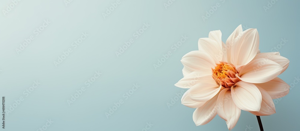 A gentle, pale-colored flower. A gentle, pale-colored flower.