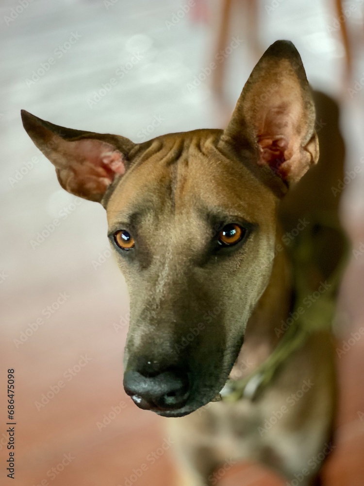 Short-haired male Thai dog stressed face