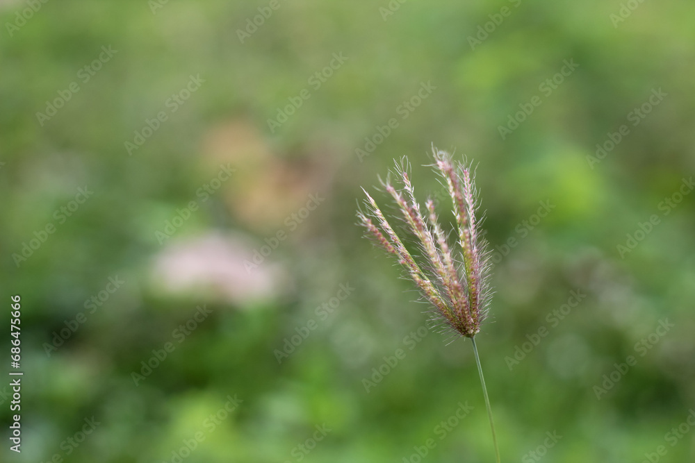 Chloris virgata is a species of grass known by the common names feather fingergrass close up