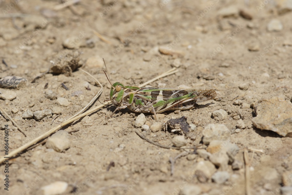 Detailed closeup on the Mediterranean Handsome grasshopper, Oedaleus decorus sitting on the ground