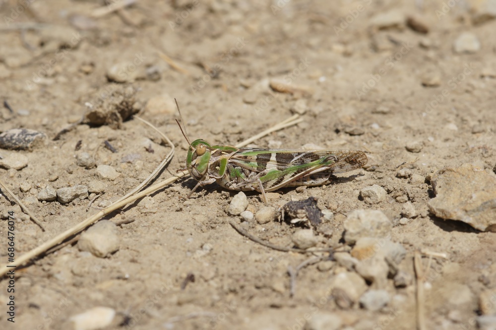 Detailed closeup on the Mediterranean Handsome grasshopper, Oedaleus decorus sitting on the ground Detailed closeup on the Mediterranean Handsome grasshopper, Oedaleus decorus sitting on the ground