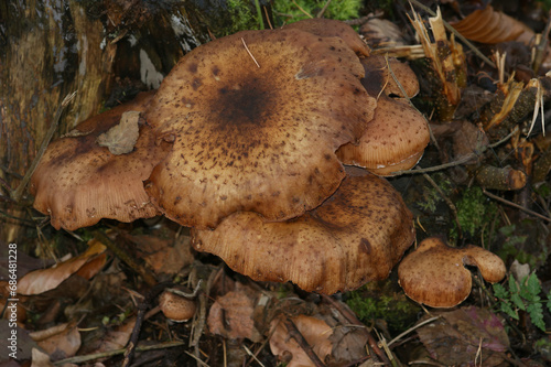 Closeup on a brown dark hallimasch dark honey fungus, Armillaria ostoyae