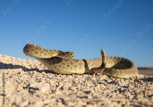 Colorado Prairie Rattlesnake on high alert