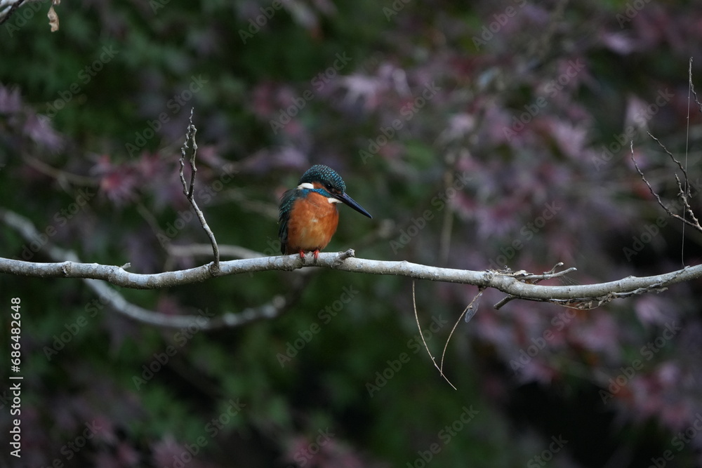 common kingfisher is hunting a fish common kingfisher is hunting a fish