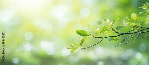 Blurred forest background with abstract spring/summer nature and tranquil closeup.