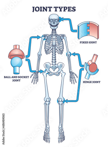 Joint types with fixed, hinge or ball and socket connections outline diagram. Labeled educational medical scheme with skeletal system and bone support vector illustration. Simple anatomical examples. photo