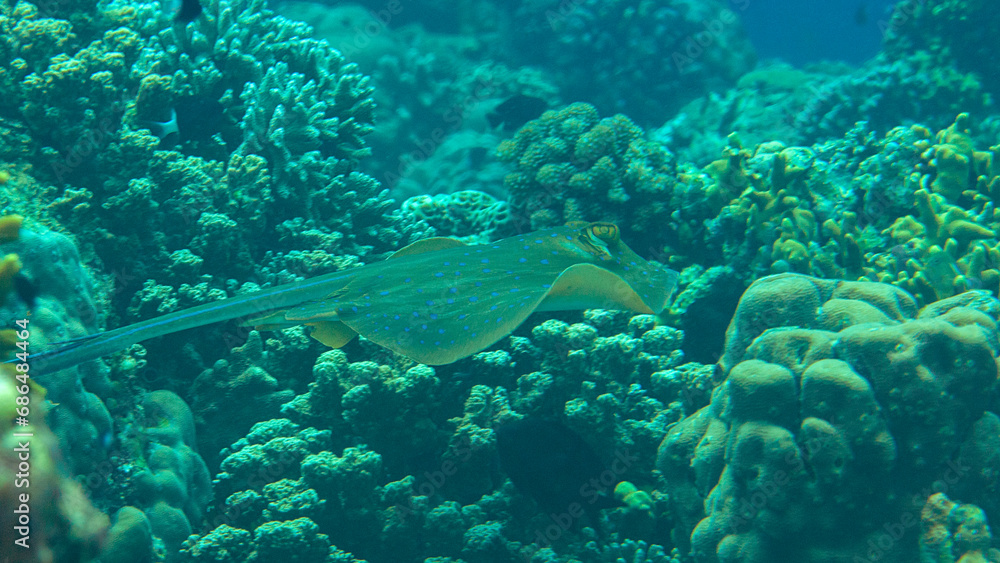 Fototapeta premium Bluespotted Ribbontail floats over coral reef of Bali