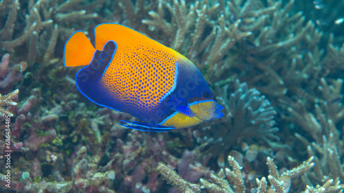 Blue-girdled Angelfish or majestic angelfish swims over corals of Bali