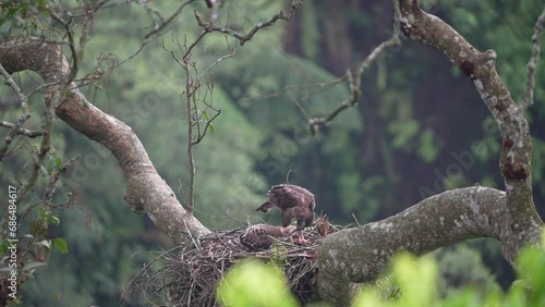 a javan hawk eagle chick is being fed fresh bat meat by its mother photo