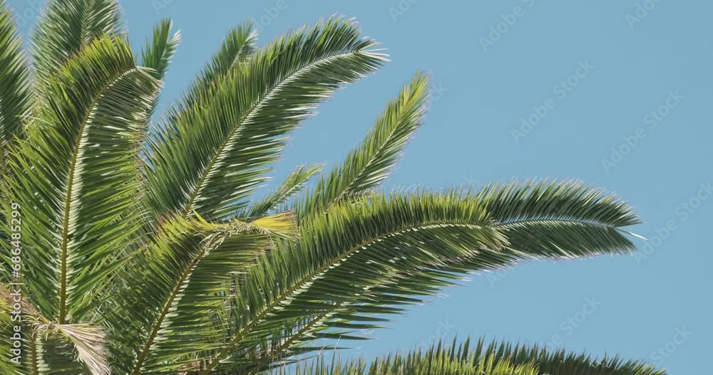Relaxation under green palm tree, close up. Vibrant green palm tree leaves moving in warm wind. 4k chill out footage. Spa luxury summer in calmness nature. Ideal meditate in palm trees jungle Relaxation under green palm tree, close up. Vibrant green palm tree leaves moving in warm wind. 4k chill out footage. Spa luxury summer in calmness nature. Ideal meditate in palm trees jungle