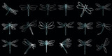 conjunto de ilustração vetorial de libélula desenhada à mão. Designs vibrantes inspirados na natureza, perfeitos para o verão. Arte entomológica cativante, apresentando diversos estilos e cores