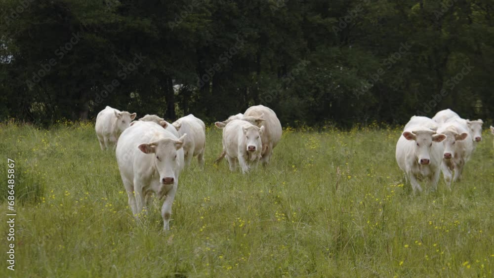 Herd Of White Cattle Walking In The Grassy Pasture In The Countryside. - wide shot Herd Of White Cattle Walking In The Grassy Pasture In The Countryside. - wide shot
