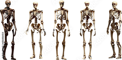 Skeletons, human anatomy vector illustration. Five skeletons in different poses, isolated on white background. Perfect for Halloween, educational, and medical purposes. bones, skull, ribcage, femur photo