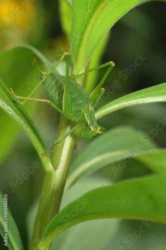 Vertical closeup on an adult female speckled bush cricket, Leptophyes punctatissima, in the garden