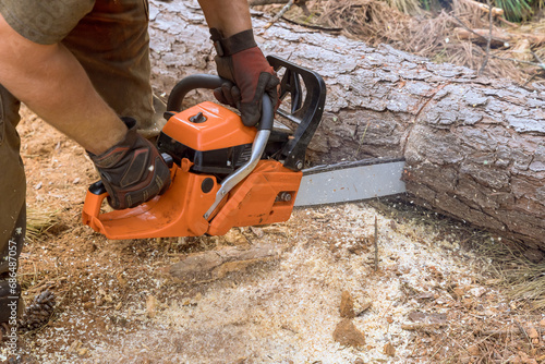 In forest professional lumberjack cuts trees with chainsaw