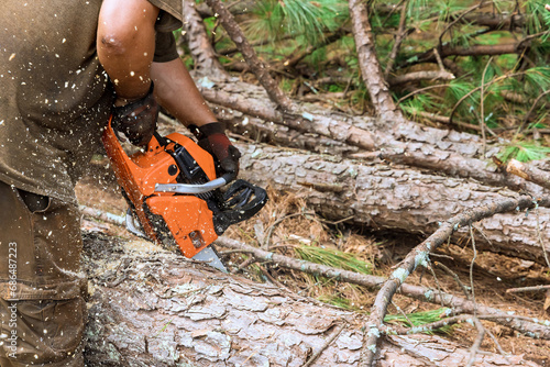 Using gasoline professional chainsaw, lumberjack cuts trees in forest