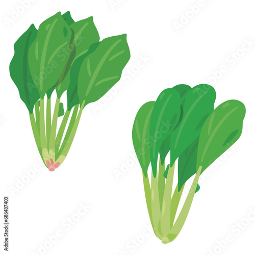食べ物　野菜　葉物1ほうれん草と小松菜セット photo
