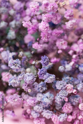 Bouquet of Gypsophila, baby's breath flowers, close up