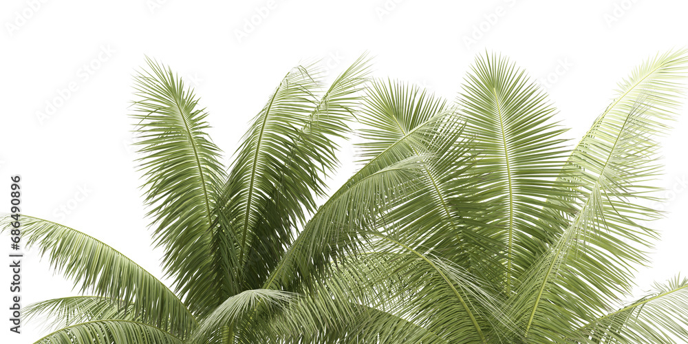 Fototapeta premium fern leaf isolated on white