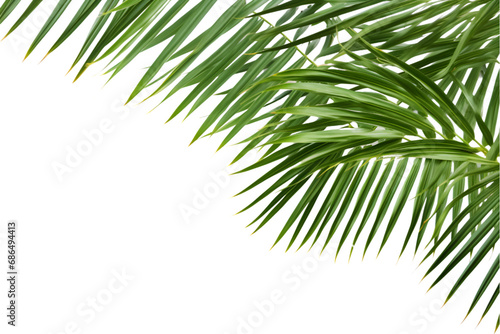 palm leaves isolated on a white transparent background. generative ai.