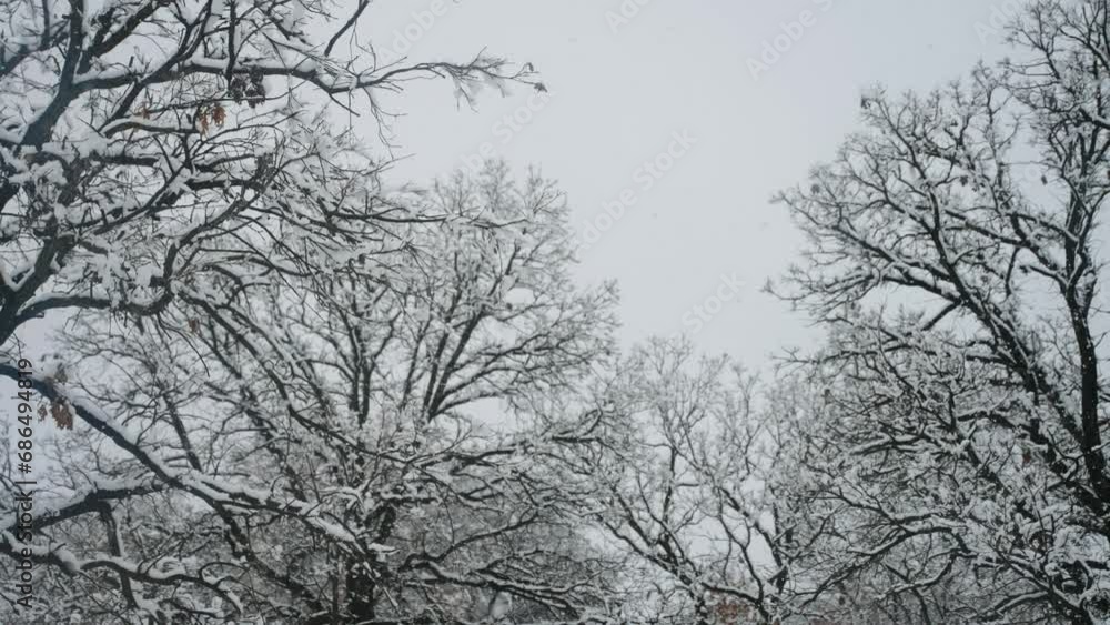 Snow falling through a gap in the trees in Minnesota