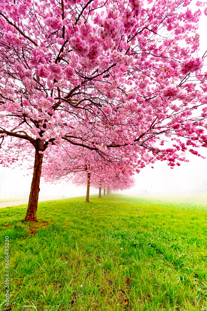 Cherry blossom meadow in tranquil nature landscape.